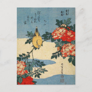 Postal Oriole de napos negros y Rosa de China (por Hokusa
