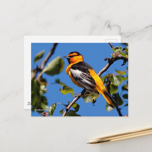 Postal Oriole, el árbol perso de Bella Bombilla (Anverso/Reverso In Situ)