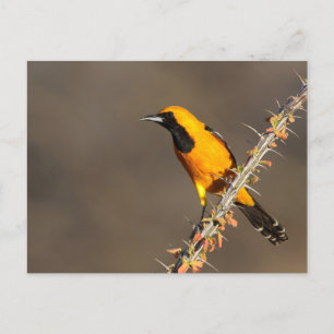 Postal Oriole encapuchado en una rama