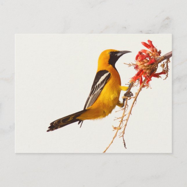 Postal Oriole Hooded (Anverso)