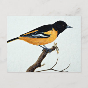 Postal Oriole septentrional