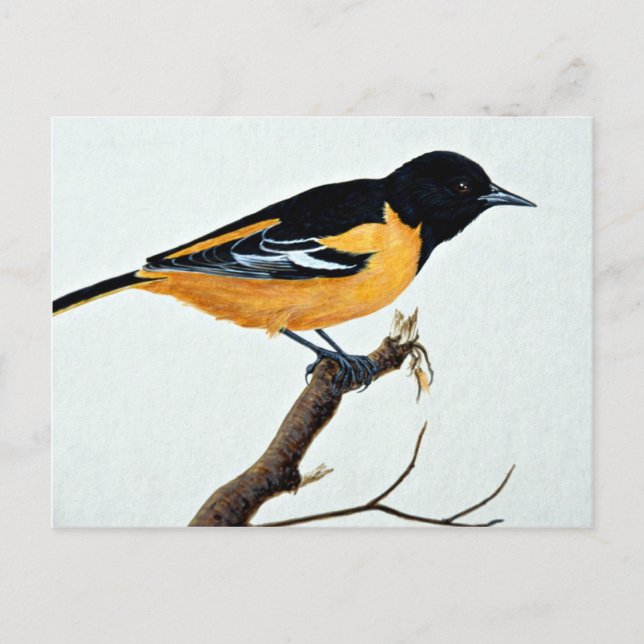 Postal Oriole septentrional (Anverso)