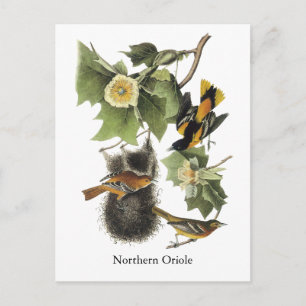 Postal Oriole septentrional, John Audubon