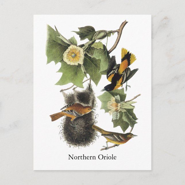 Postal Oriole septentrional, John Audubon (Anverso)