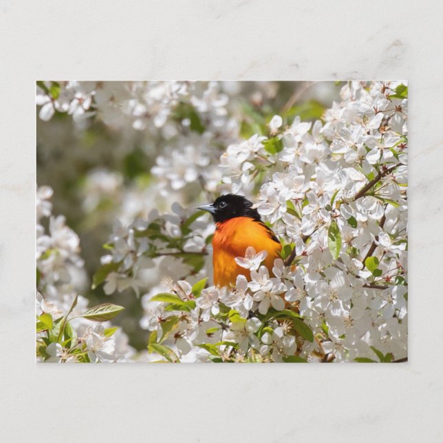 Postal Oriole Y Dogwood (Anverso)