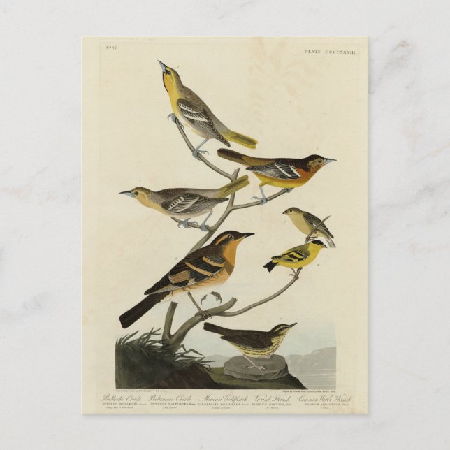 Postal Orioles, arrebatos, de los pájaros de América de A (Anverso)