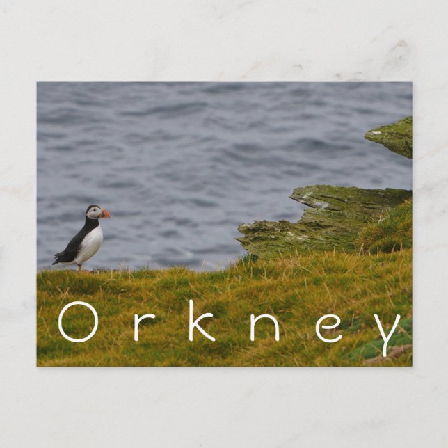 Postal Orkney Puffin Postcard (Anverso)