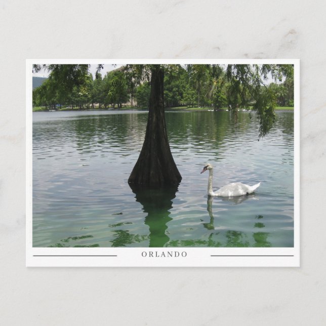 Postal Orlando Swan - Lago Park en Florida (Anverso)