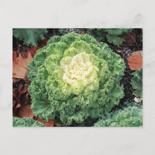 Postal Ornamental Kale