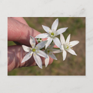 Postal Ornithogalum umbellatum