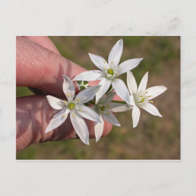 Postal Ornithogalum umbellatum (Anverso)