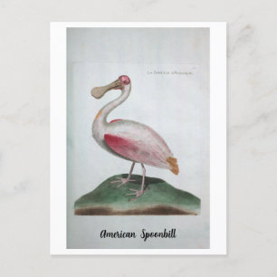 Postal Ornithologie - American Spoonbill