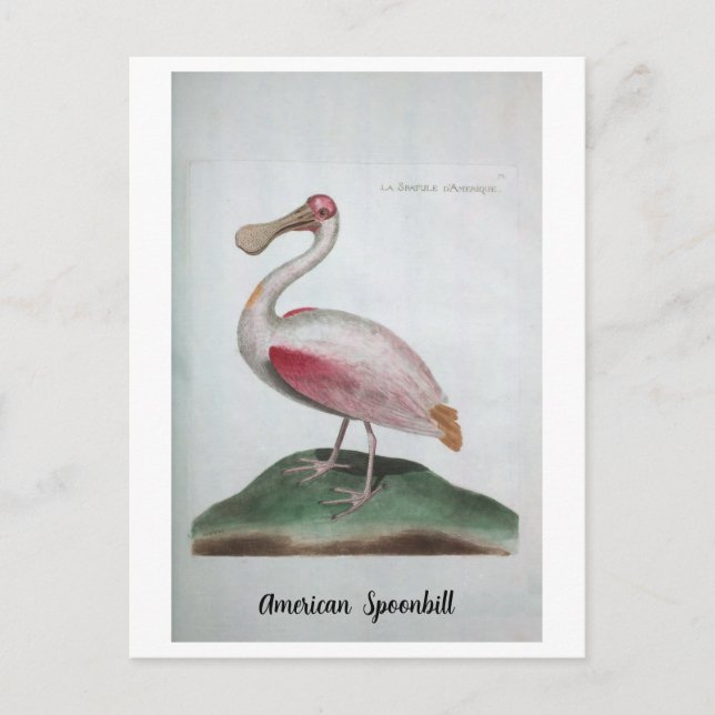 Postal Ornithologie - American Spoonbill (Anverso)