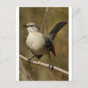 Postal Ornitología de Mockingbird