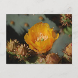 Postal Oro del desierto