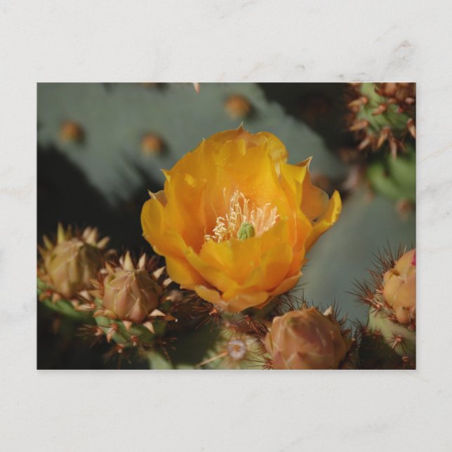 Postal Oro del desierto (Anverso)