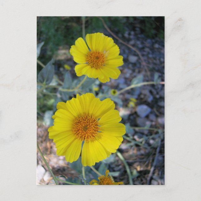 Postal Oro del desierto (Anverso)