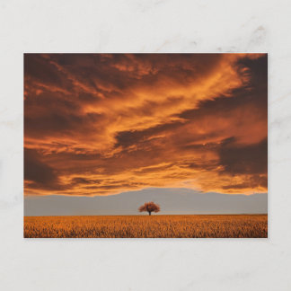Postal Oro sobre la triste nube de árboles