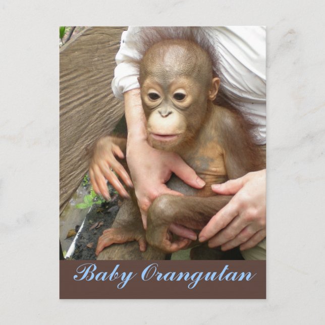 Postal Orphan Baby Orangutan (Anverso)