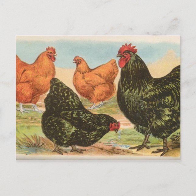 Postal Orpington (Anverso)