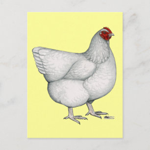 Postal Orpington White Hen