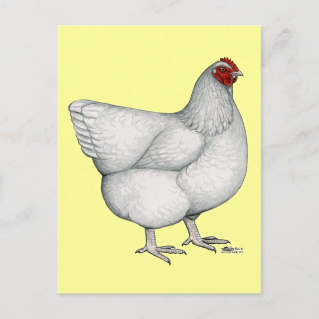 Postal Orpington White Hen (Anverso)