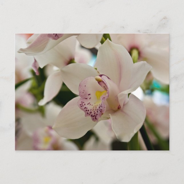 Postal Orquídea (Anverso)