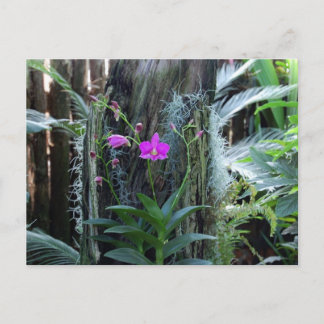 Postal orquídea