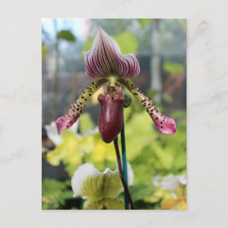 Postal orquídea