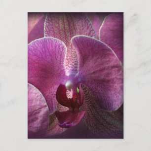 Postal Orquídea