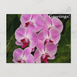 Postal - Orquídea