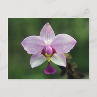 Postal orquídea