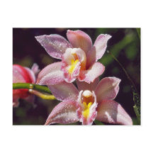 Postal orquídea