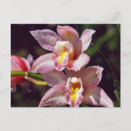 Postal orquídea