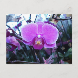 Postal Orquídea