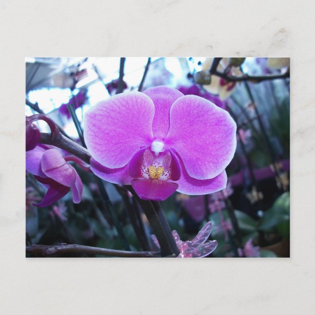 Postal Orquídea (Anverso)