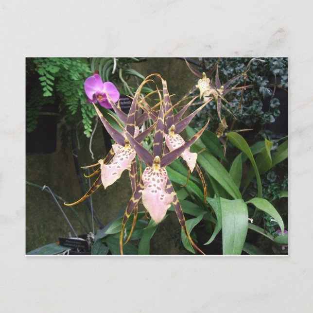 Postal Orquídea (Anverso)