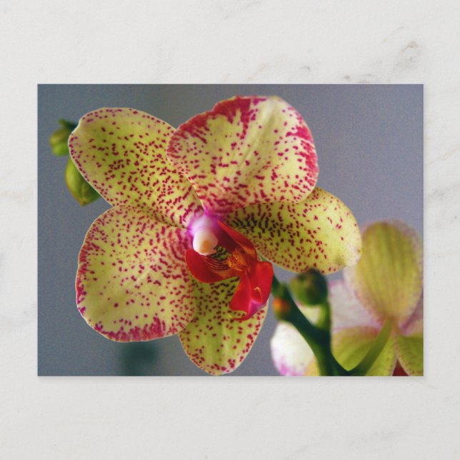 Postal Orquídea (Anverso)