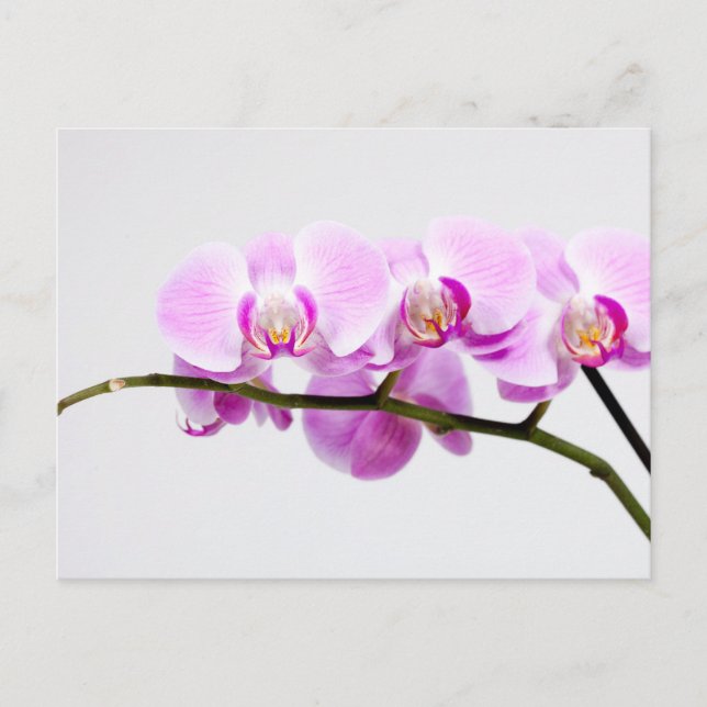 Postal orquídea (Anverso)
