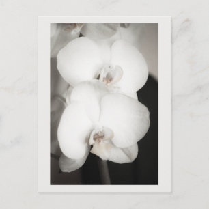 Postal Orquídea 8931