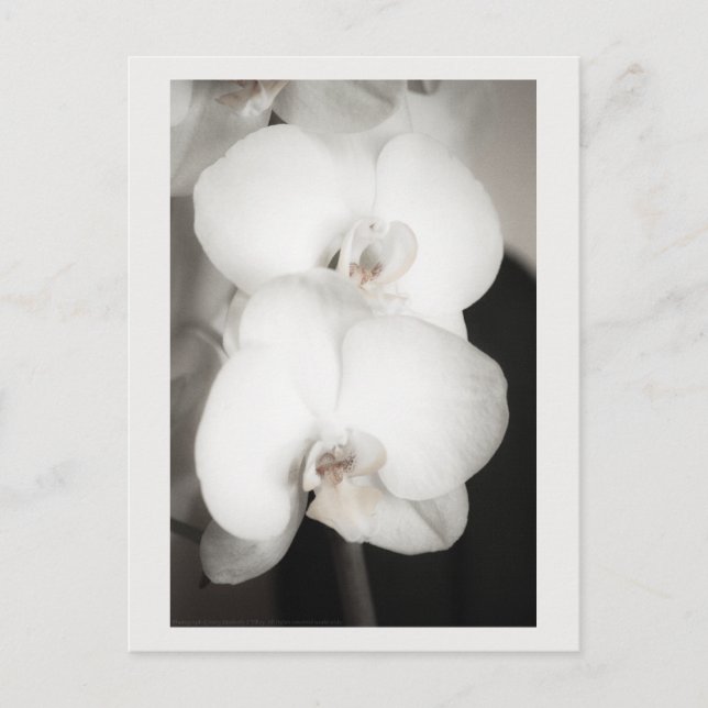 Postal Orquídea 8931 (Anverso)