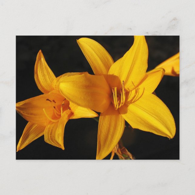 Postal Orquídea amarilla (Anverso)