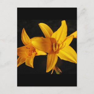 Postal Orquídea amarilla