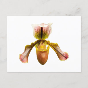Postal Orquídea amarilla