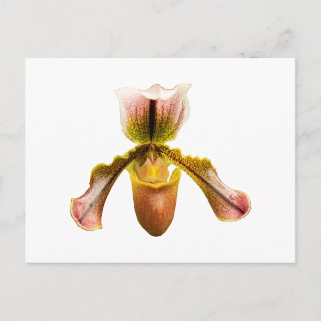 Postal Orquídea amarilla (Anverso)