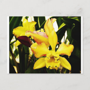 Postal Orquídea amarilla