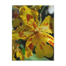 Orquídea amarilla de Vero Beach