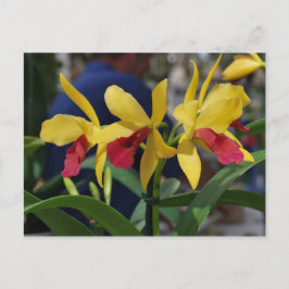 Postal Orquídea amarilla de Vero Beach, FL
