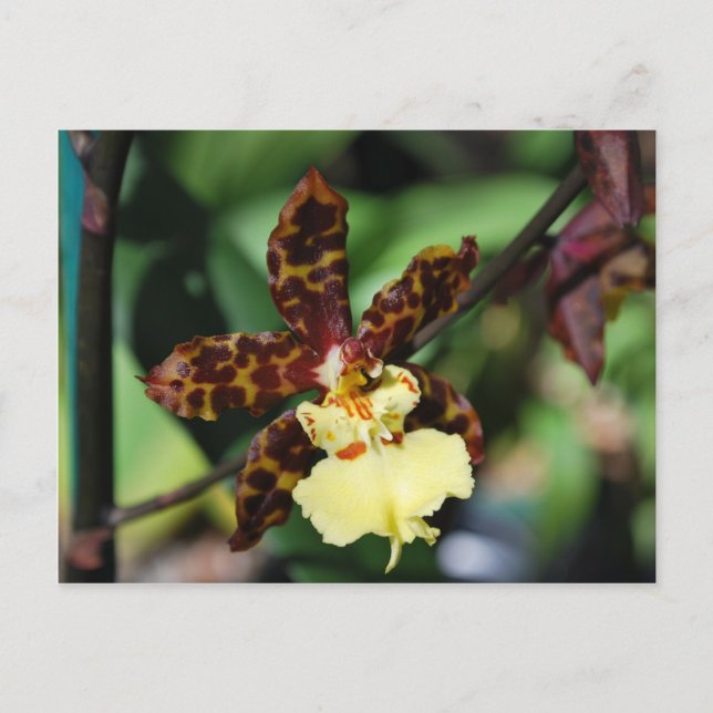 Postal Orquídea Amarilla de Vero Beach, FL (Anverso)