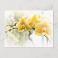 Orquídea amarilla en sol